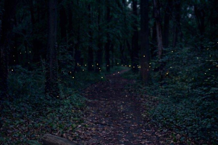 From Puebla: Firefly Sanctuary Tour + Local Dinner