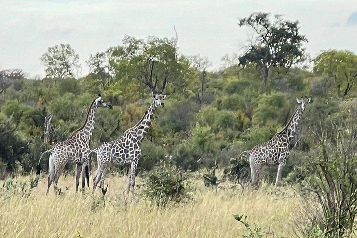 Chobe Full Day y Combo Isla Impalila
