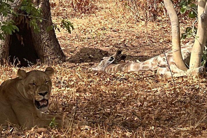Chobe Full Day y Combo Isla Impalila