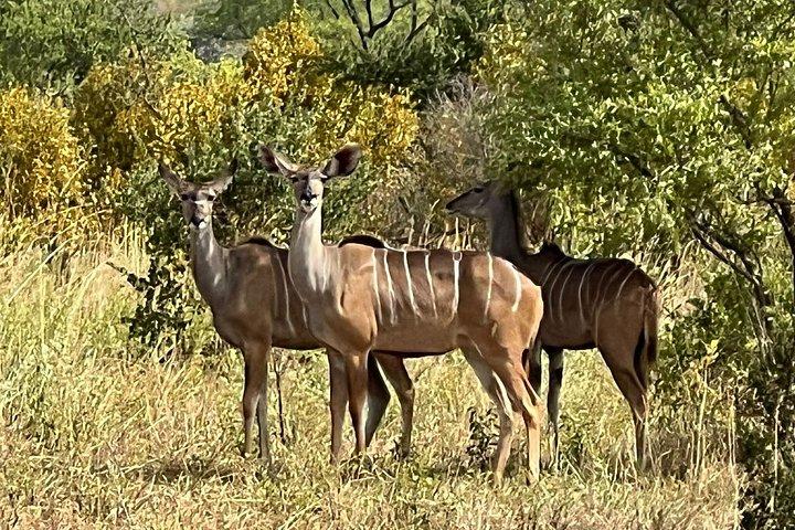 Chobe Full Day y Combo Isla Impalila