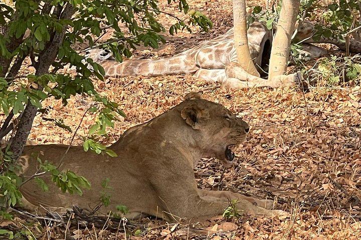 Chobe Full Day y Combo Isla Impalila