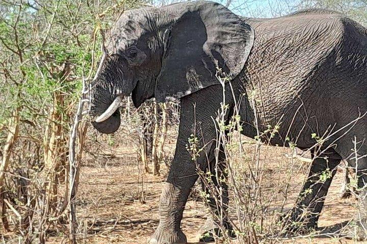Chobe Full Day y Combo Isla Impalila