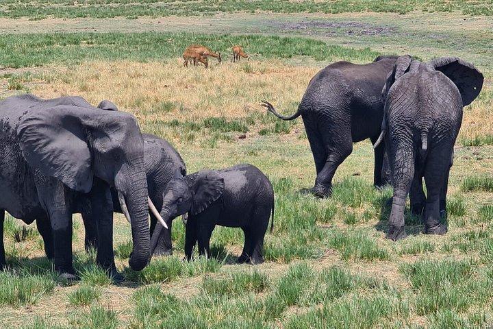 Chobe Full Day y Combo Isla Impalila