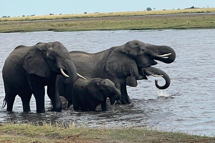 Chobe Full Day y Combo Isla Impalila