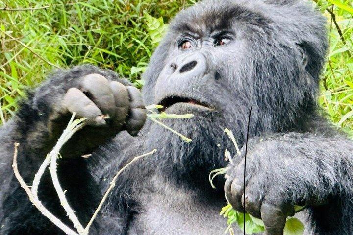 3 dagars Uganda Gorilla och Golden Monkey Trekking äventyr