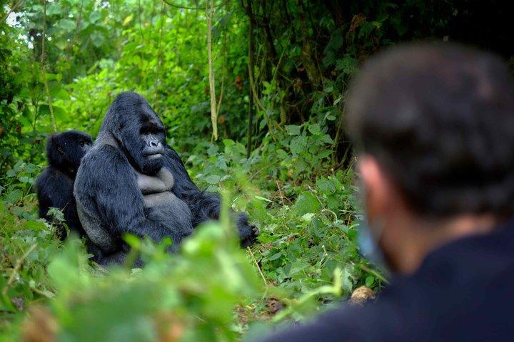 3 dagars Uganda Gorilla och Golden Monkey Trekking äventyr