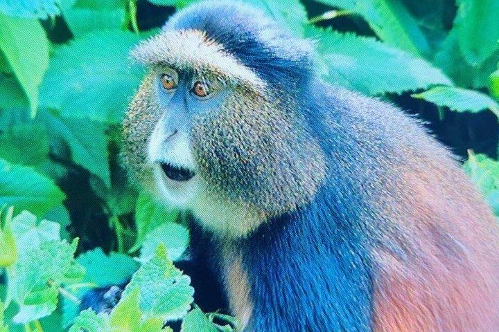 Tour di 1 giorno Golden Monkey Trek nel Parco Nazionale dei Vulcani