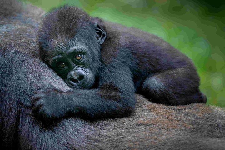3 dagars Uganda Gorilla och Golden Monkey Trekking äventyr