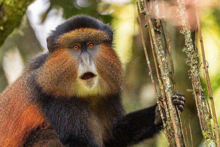1 dag Golden Monkey Trek Tour in Volcanoes National Park