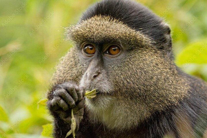 1 dag Golden Monkey Trek Tour in Volcanoes National Park
