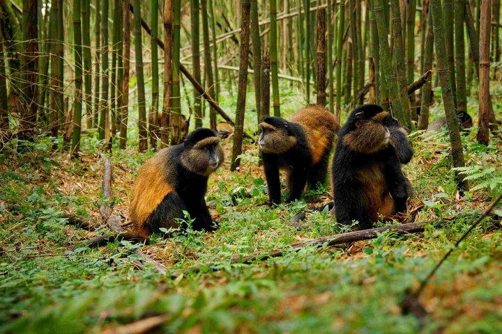 1 dag Golden Monkey Trek Tour in Volcanoes National Park