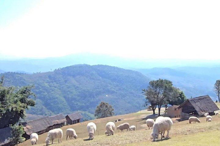 Chiang Rai till Chiang Mai privat naturskön transfertur