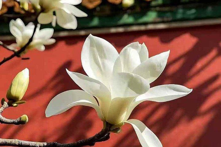 Forbidden City In Depth Small Group Guided Tour with Tickets