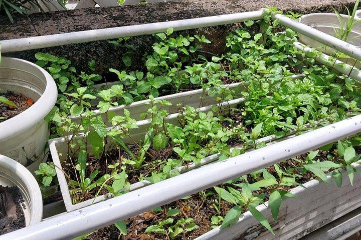バンコク近郊の個人宅で終日タイ料理教室
