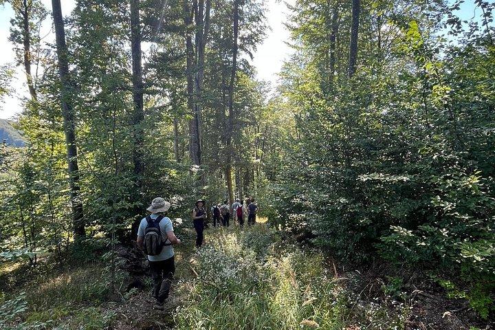 Carpathian Wildlife Watching Tour from Brașov