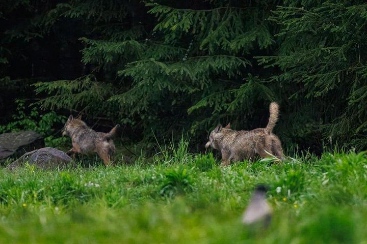 Carpathian Wildlife Watching Tour from Brașov