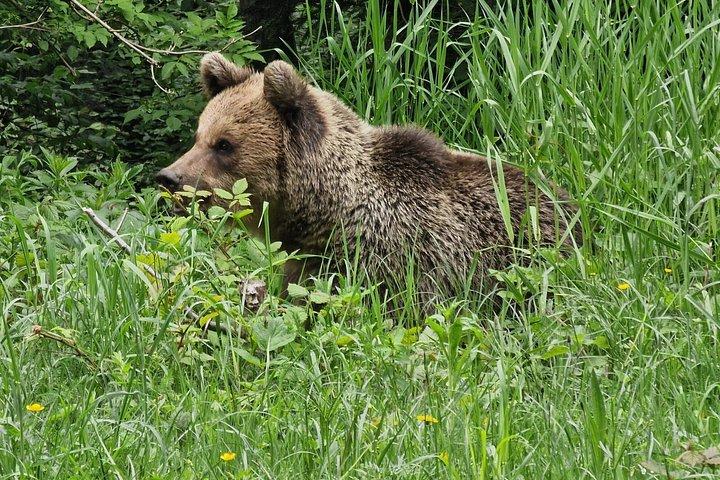 Carpathian Wildlife Watching Tour from Brașov