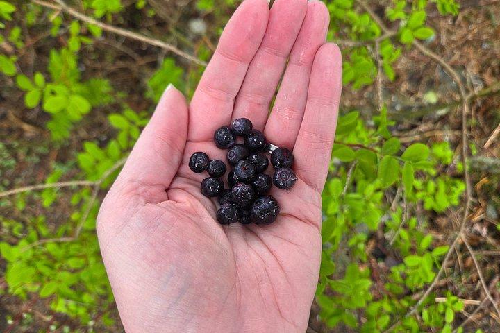 Alaska Forest & Feast