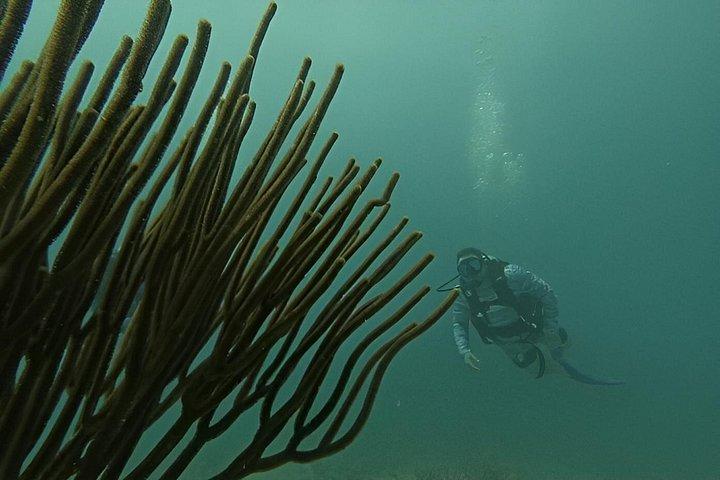 2-Tank Scuba Dive: Puerto Morelos Reef & Shipwreck | Small Groups