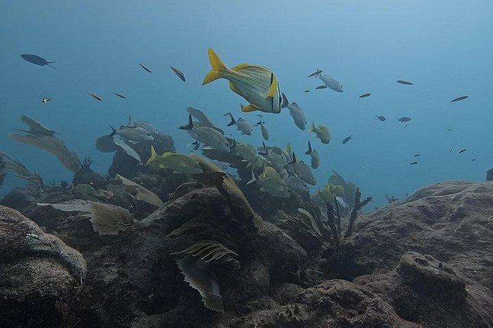 2-Tank Scuba Dive: Puerto Morelos Reef & Shipwreck | Small Groups