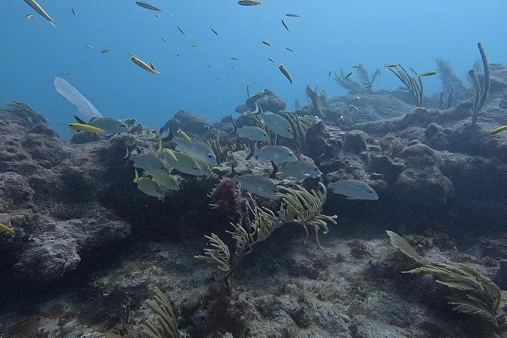 2-Tank Scuba Dive: Puerto Morelos Reef & Shipwreck | Small Groups