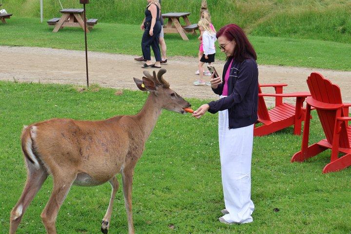 Montreal: Omega Adventure Park Canadian Wildlife Safari