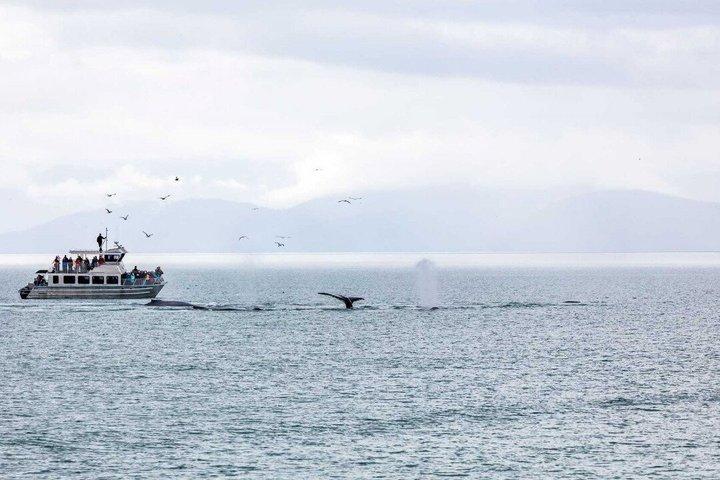 Ultimate Whale Watch e Tracy's Crab Shack