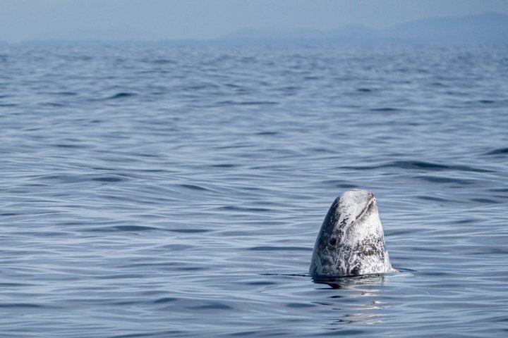 Premier Whale and Dolphin Watching