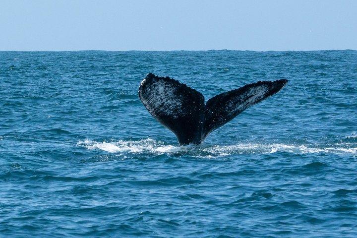 Premier Whale and Dolphin Watching