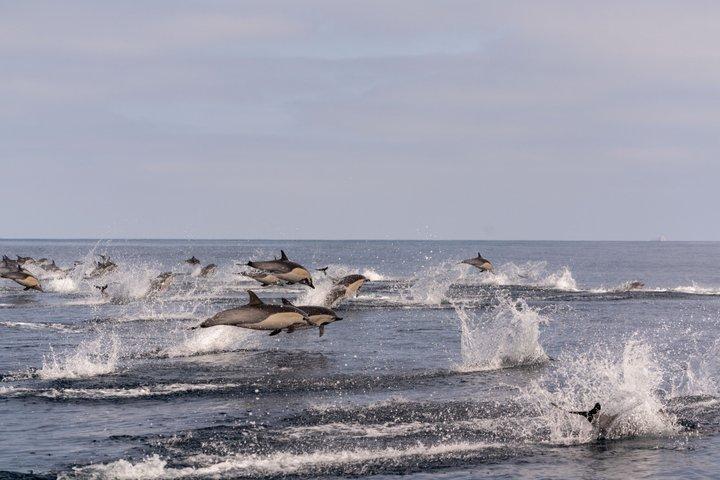 Premier Whale and Dolphin Watching
