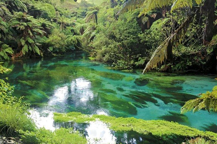 Waitomo Glowworm, Blue Springs et Hobbiton Day tour