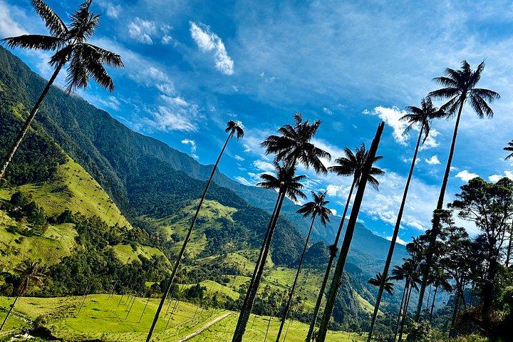 Tour Privado ao Vale Cocora e Salento com Transporte Incluído