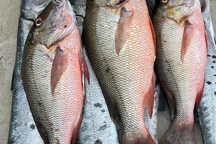 Pesca e snorkeling na costa maya 4 horas