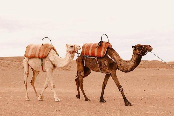Marrakech : Quad, zonsondergang, dinershow & optionele kameelrit