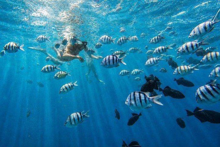 Waikiki: Small Group Turtle Canyon Snorkelbådstur