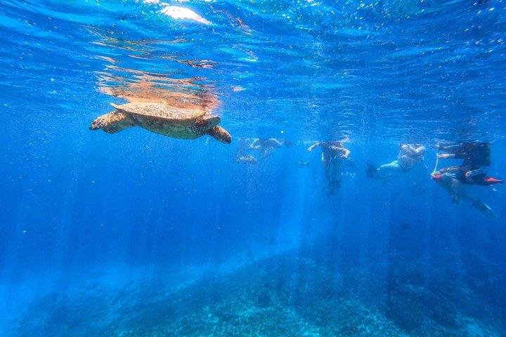 Waikiki: Small Group Turtle Canyon Snorkelbådstur