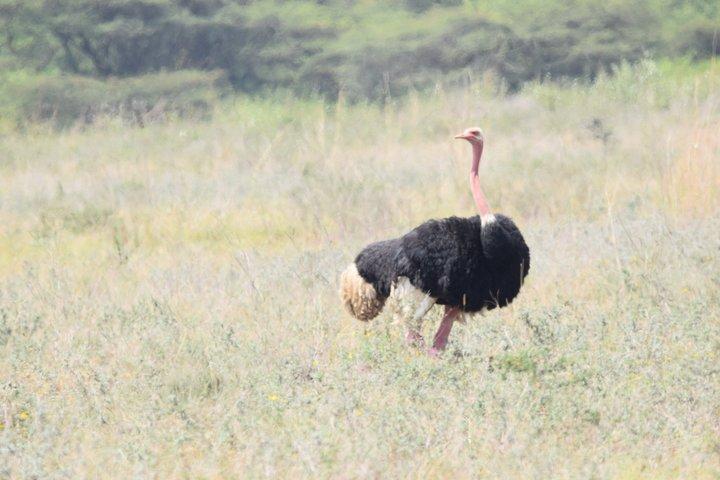 Tour van een halve dag in het nationale park Nairobi