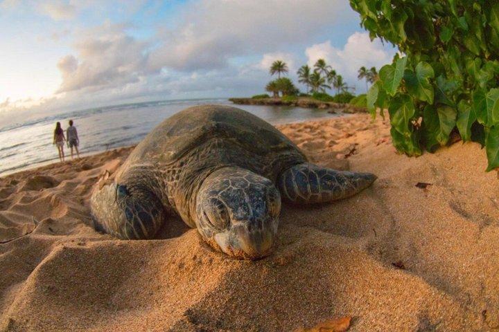 Oahu Grand Circle Island Tour : Dole, Byodo-in, Schildkröten und mehr