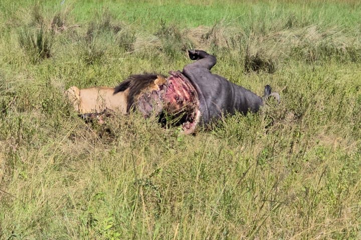 8 Days Kenya Adventure Amboseli Naivasha Nakuru Masai Mara Tour