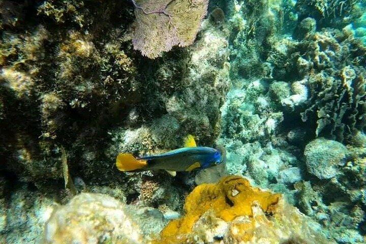 Ultimate Snorkeling by Boat & wildlife sanctuary