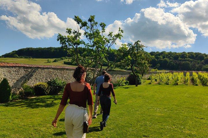 Visite de cave et balade dégustation dans les vignes