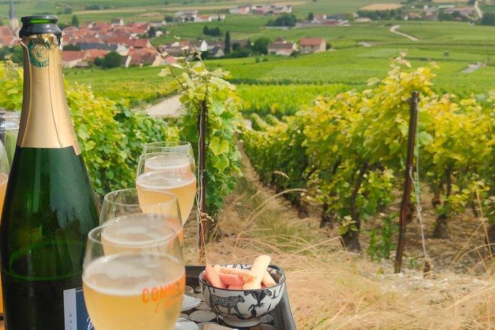 Visite de cave et balade dégustation dans les vignes