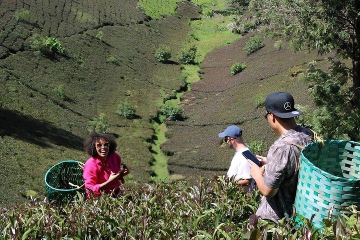 ナイロビ発パープルティーファームガトゥーラグリーン日帰り旅行