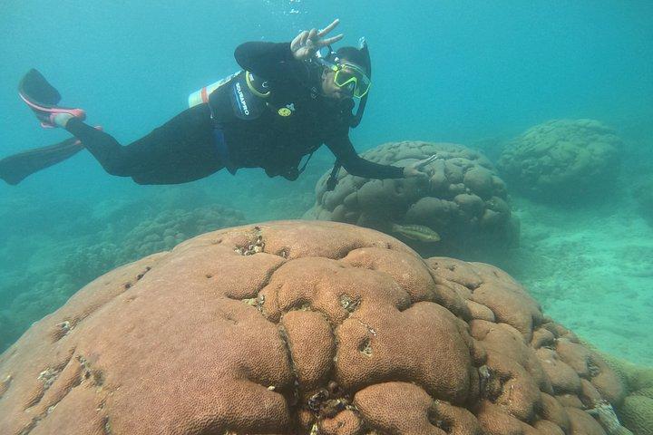 Diving Safari Tayrona Park For Certificates or Beginners