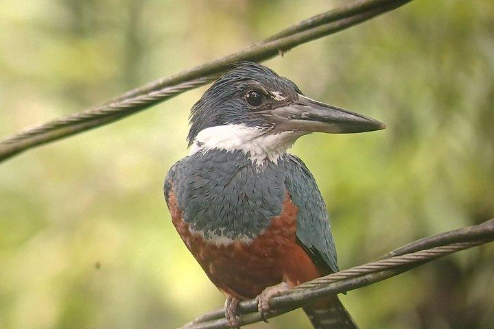 マヌエル・アントニオ国立公園ガイドツアー（チケットオプション付き）
