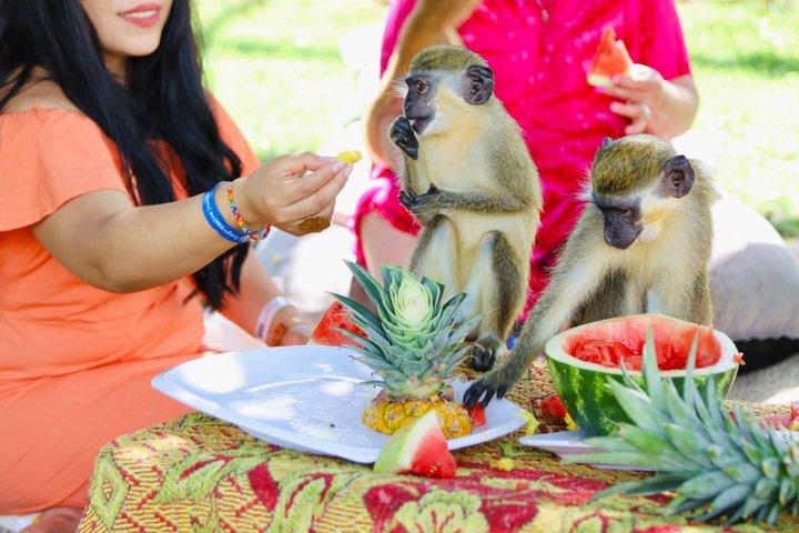 Monkey House VIP Punta Cana – 4 Arters Uddannelsestur