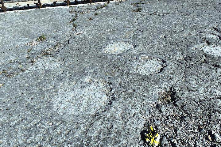 リスボン : 恐竜の足跡、洞窟、オビドス-チケット付き