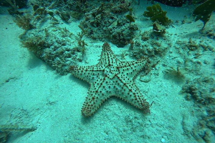 2-Tank Scuba Dive: Puerto Morelos Reef & Shipwreck | Small Groups
