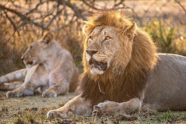 1 - Dagstur till Akagera nationalpark från Kigali