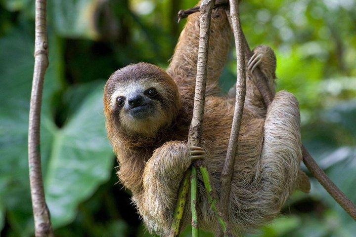 Balade dans la nature personnalisée dans le parc national Manuel Antonio